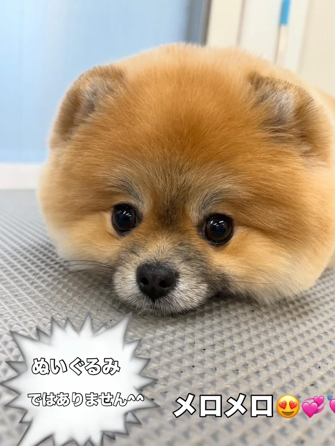 ふわふわの被毛のポメラニアン