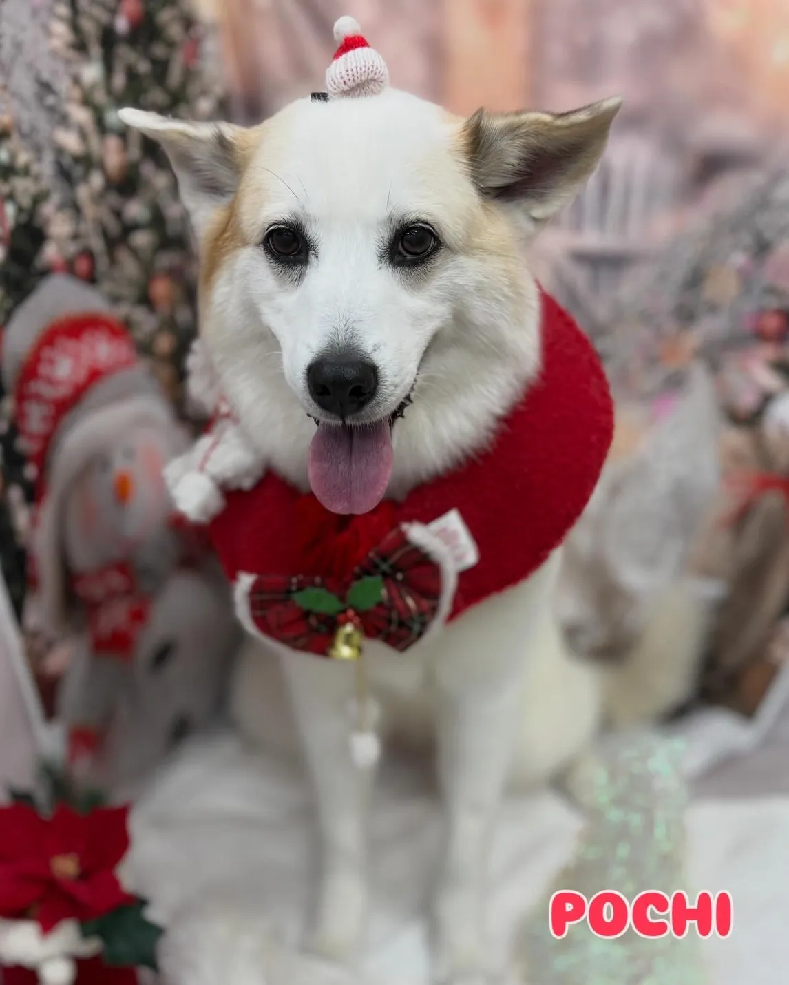 赤いケープをまとった白い犬