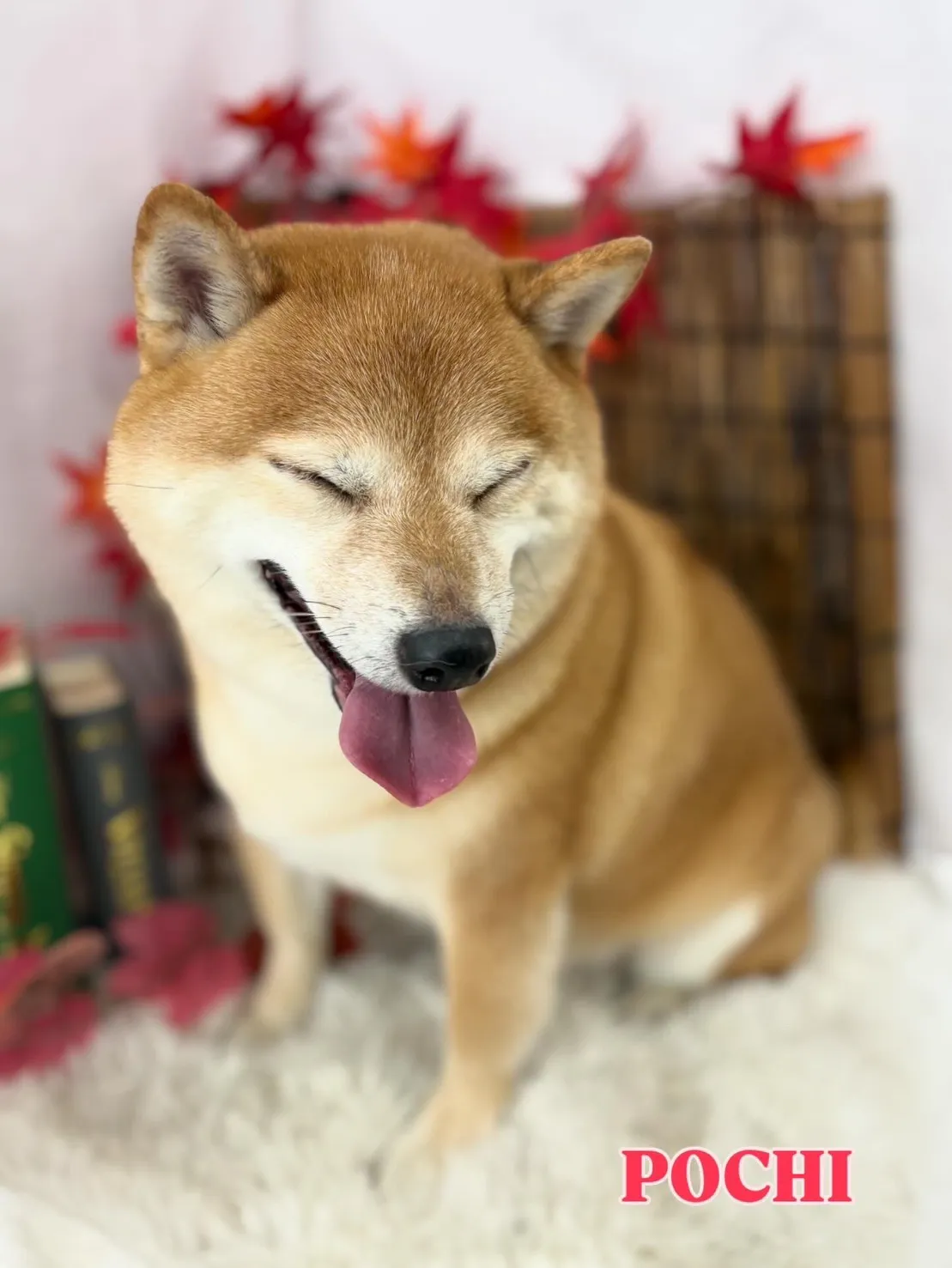 目を細めてくつろぐ柴犬
